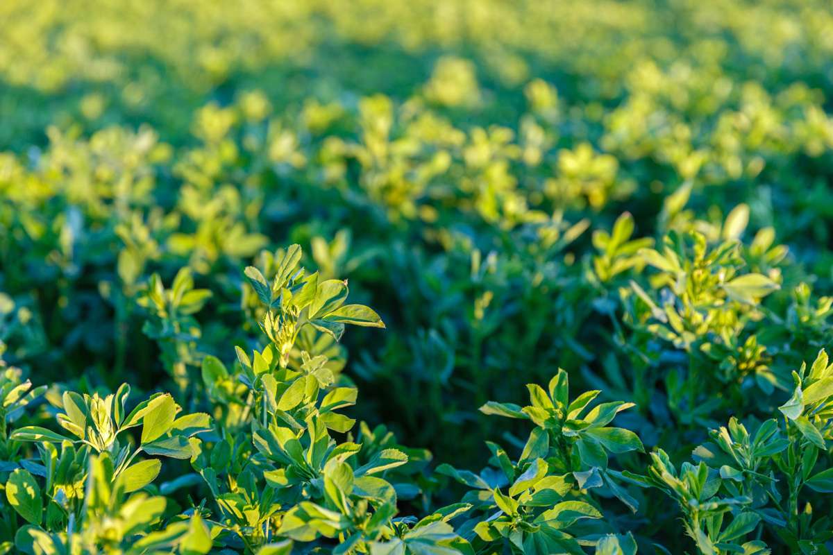 Healthy alfalfa growing in the field